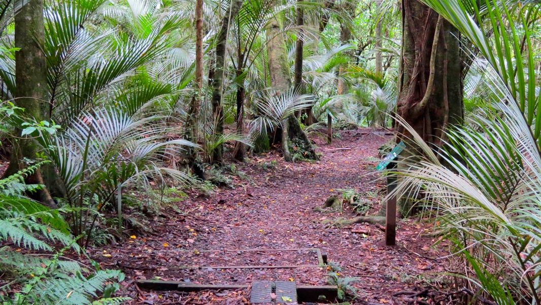 Ratapihipihi Scenic Reserve. 