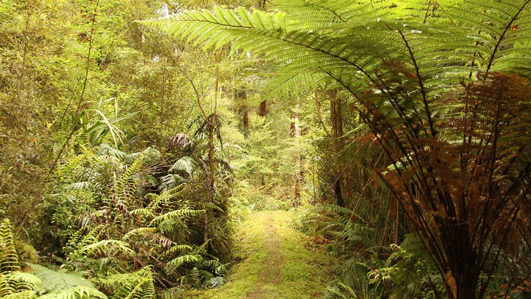 Oparara Track, Karamea area.