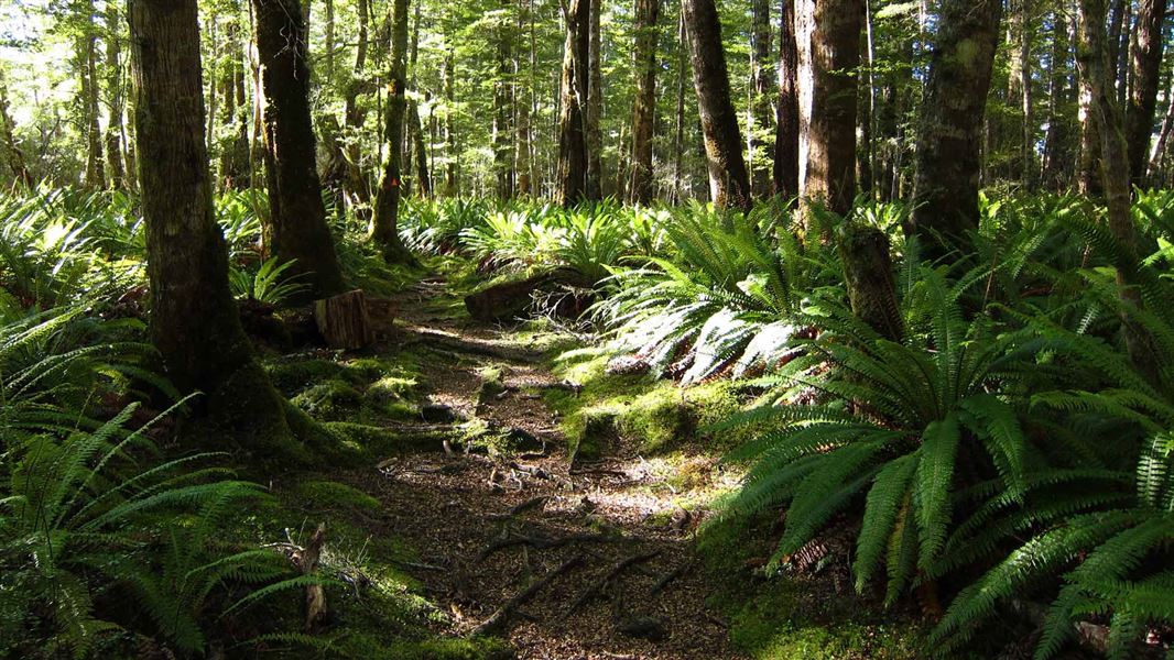 Pearl Harbour to Back Valley Hut Track. 