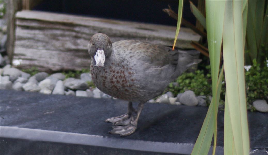 A blue duck on the edge of an artificial river bank