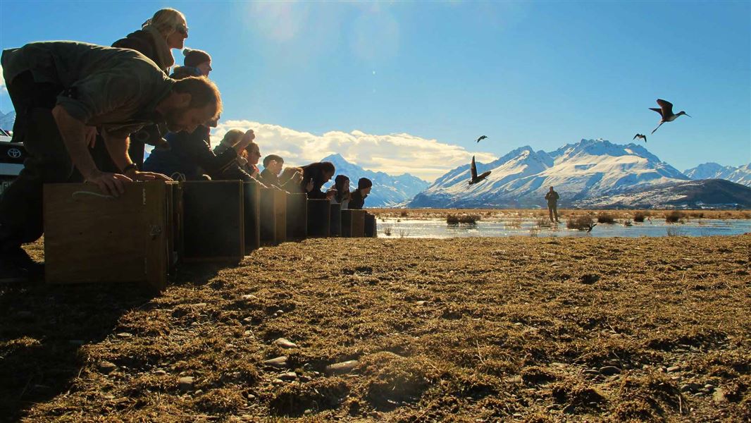 Release of young kakī on Tasman River Delta. 