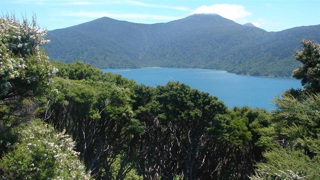 View from the Motuara Island summit. 