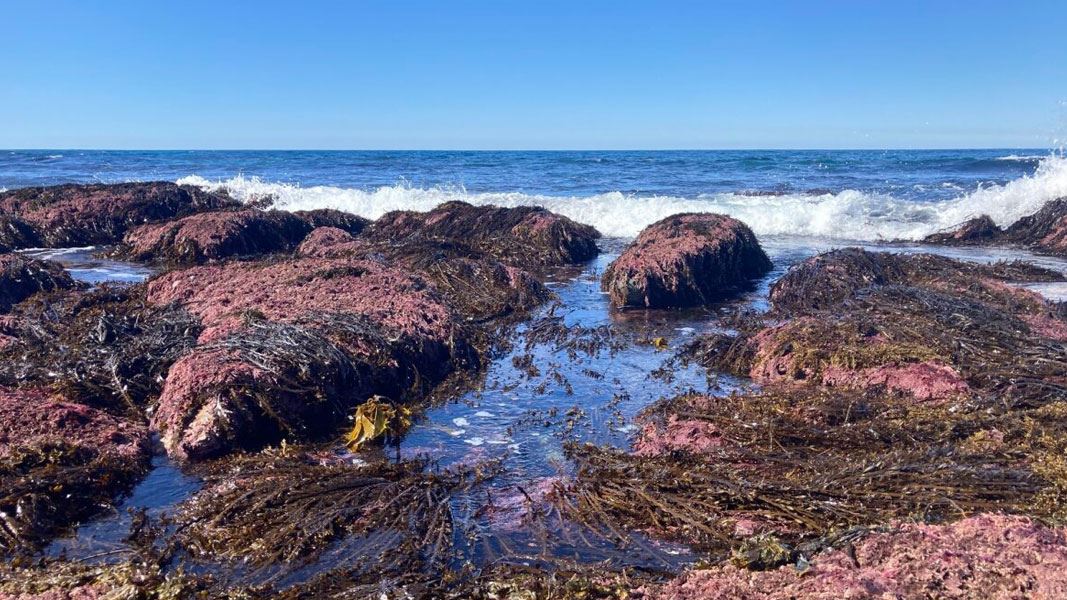 Te Angiangi Marine Reserve.