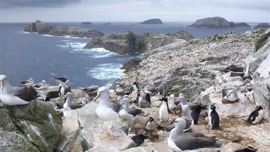 Salvins mollymawk and erect crested penguins at Bounty Islands