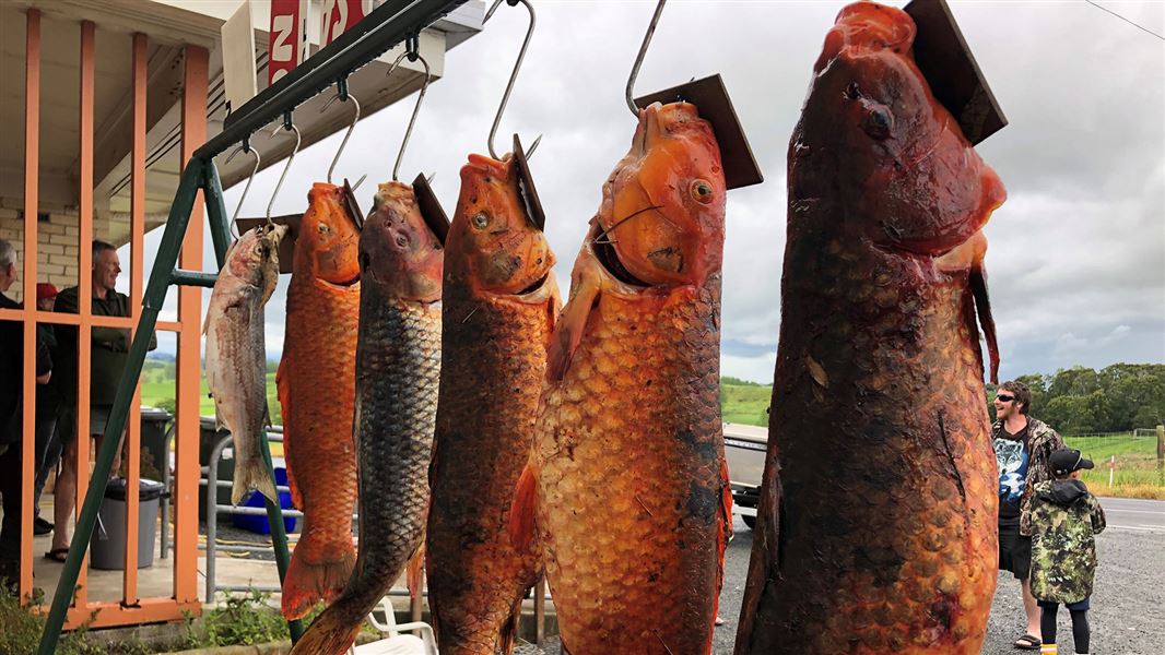 Koi carp fish hanging up on hooks.