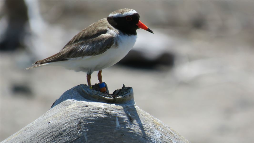 Male adult shore plover breeding on pest free Motutapu Island.