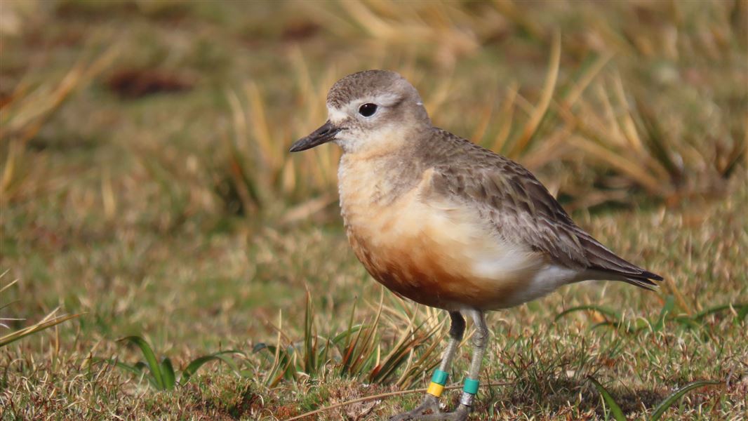 Southern NZ dotterel.