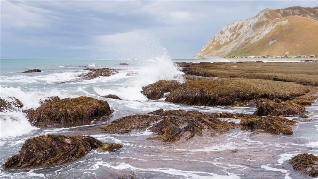 Te Angiangi Marine Reserve. 