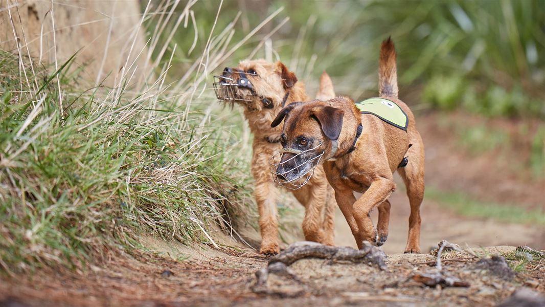 Conservation dogs at work. 