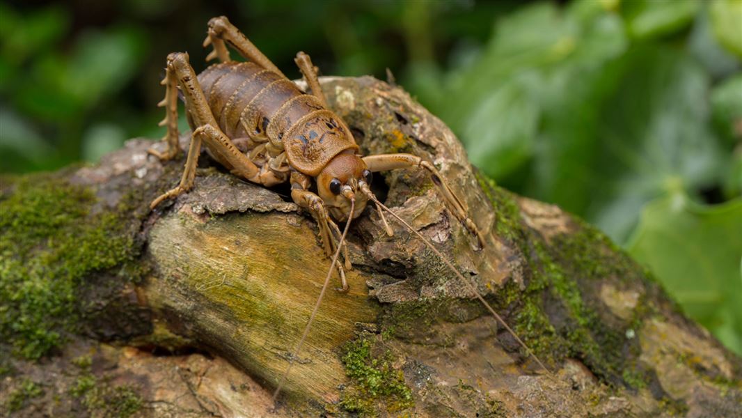 Giant wētā. 