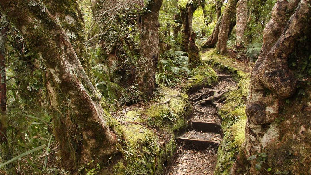 A unkempt track zigzagging through close trees. =