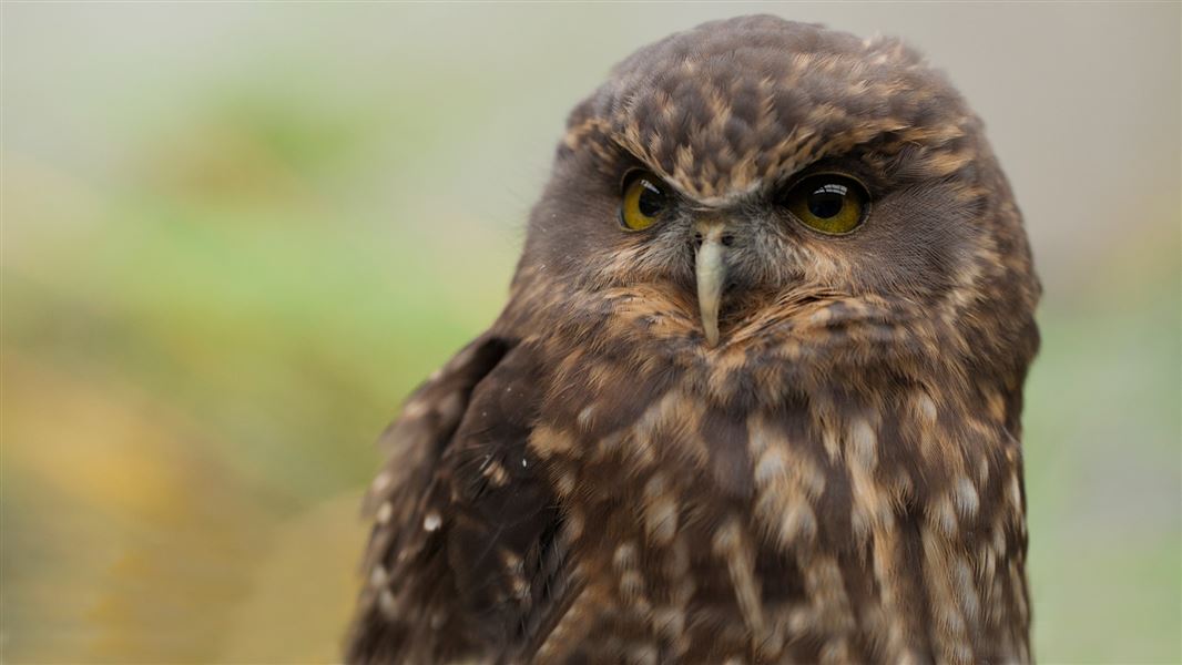 Morepork/ruru.