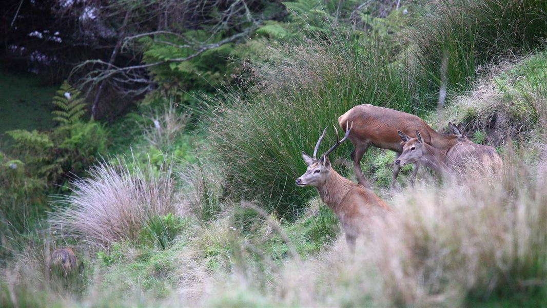 Red deer in the forest. 