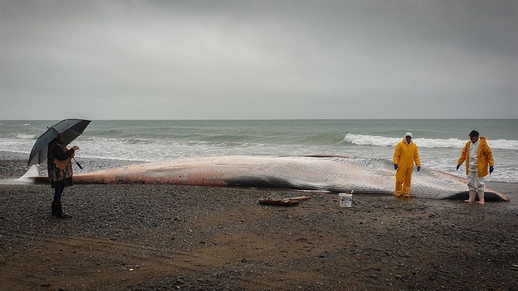 DOC staff with the fin whale working alongside representatives from Te Ehutu