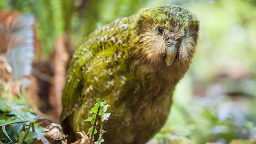 Stella the kākāpō. 