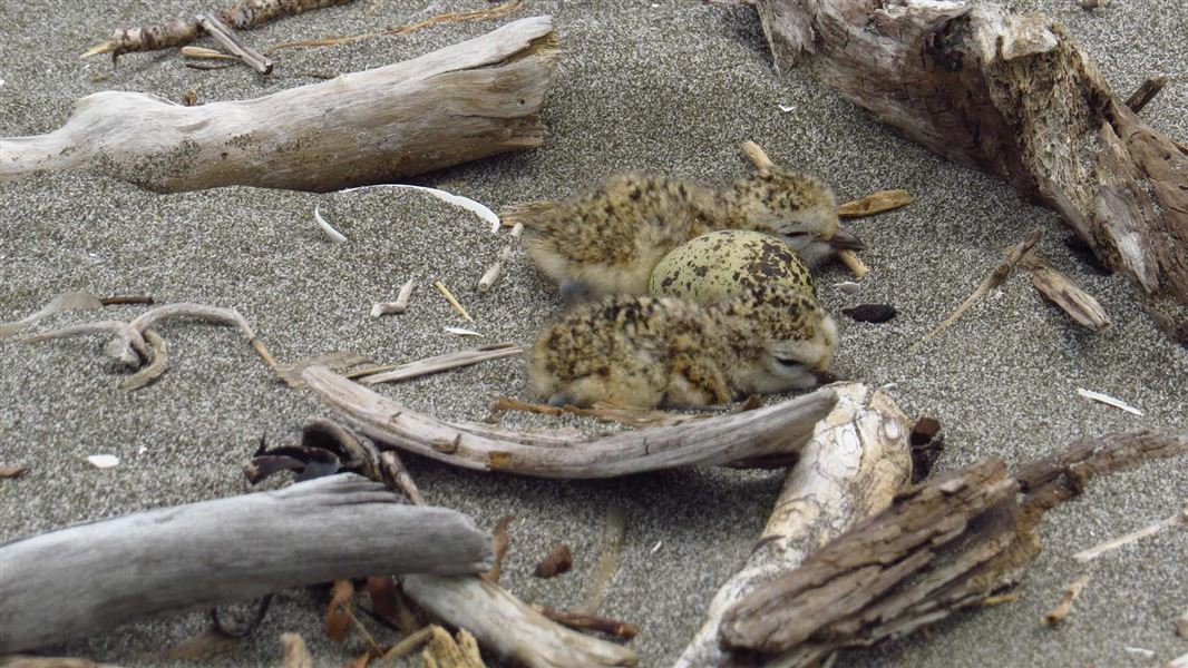 Dotterel nesting on the beach. 