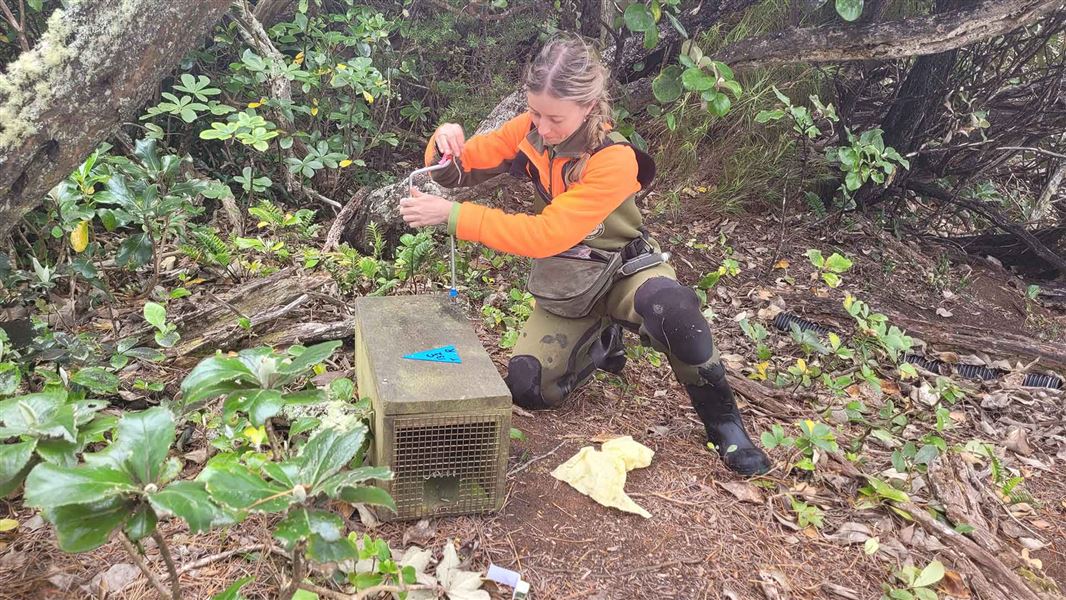 DOC ranger checking a trap of Ulva Island. 