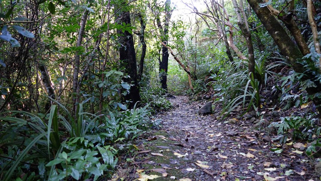 Wooded Gully Track.