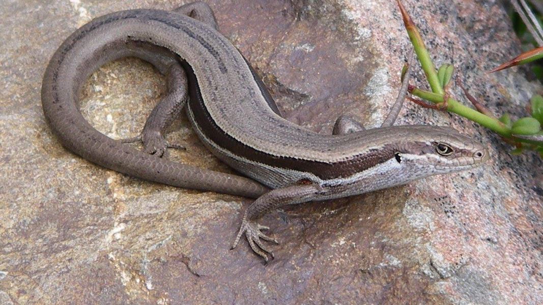 Rangitat skink. 