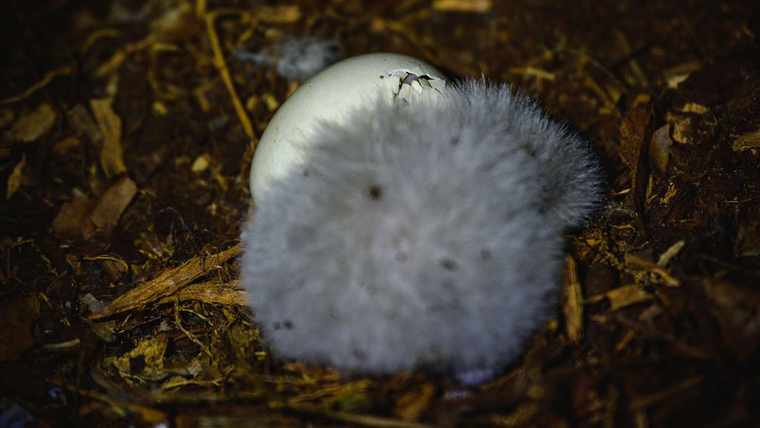 Kākāpō chick in the nest.