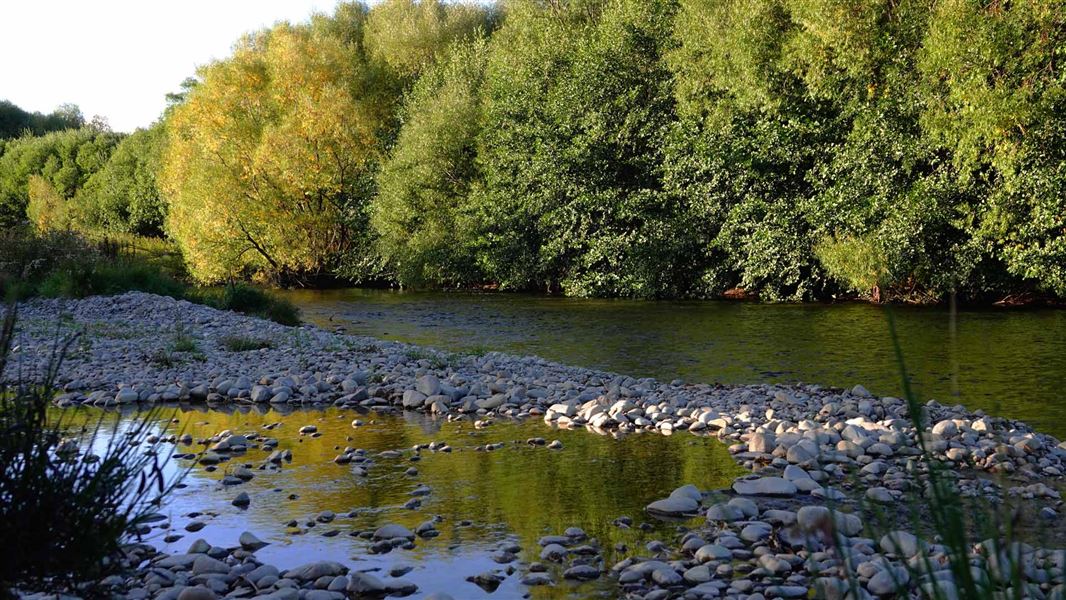 Stream side with a slow flowing river, river rocks and trees lining the stream. 