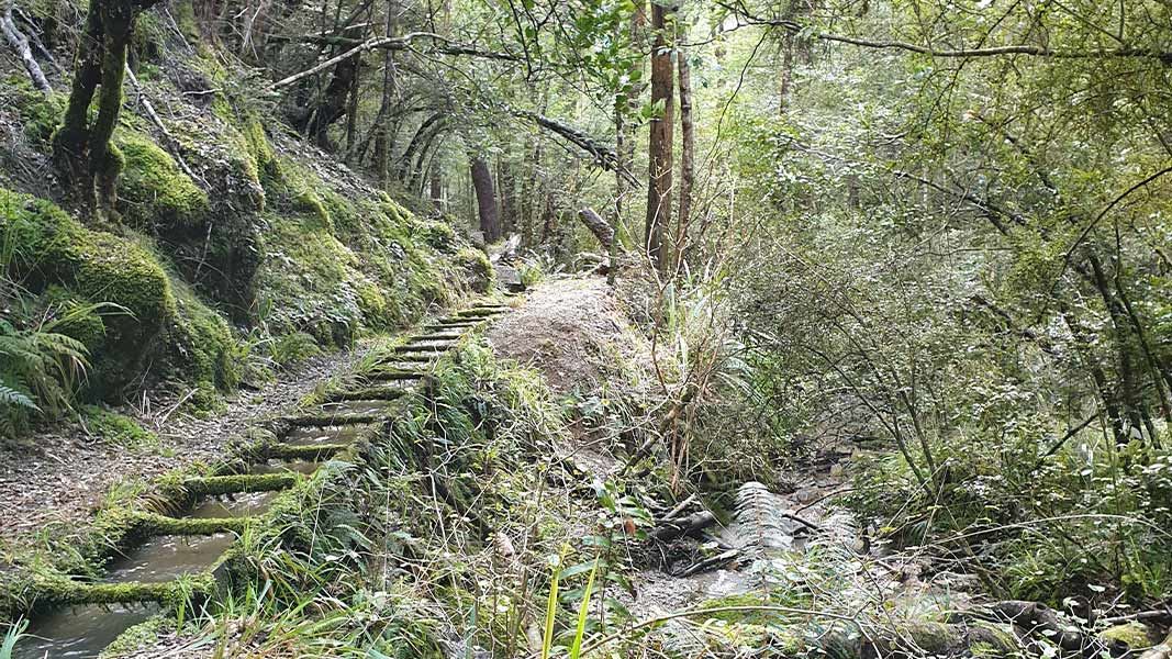 Water race on Ngahere Ara Track