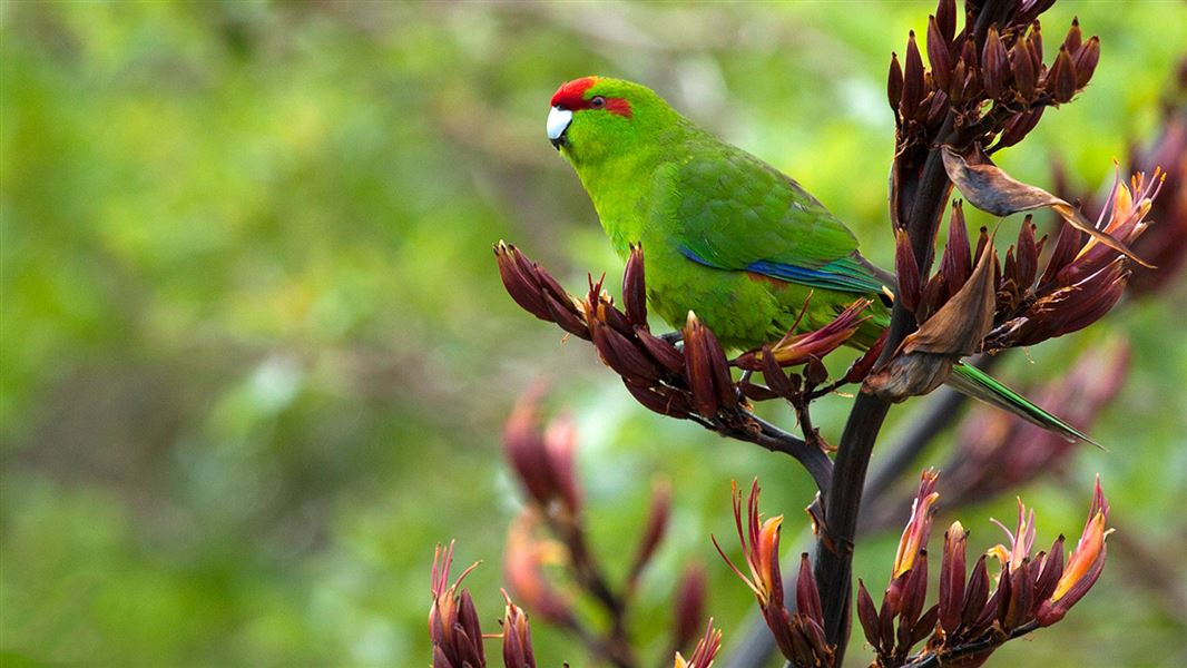 Red-crowned parakeet.