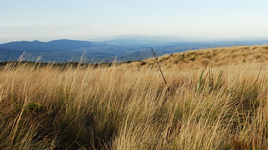 Rangiwahia Hut Track. 