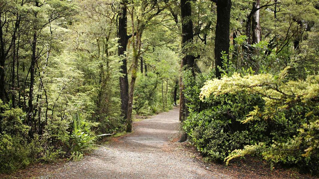 Track around Lake Rotoiti. 