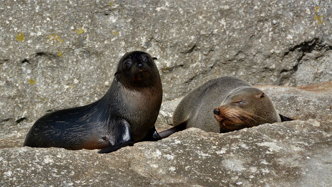 Two fur seals lying on rock.