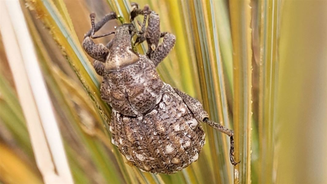 Canterbury knobbled weevil on speargrass.