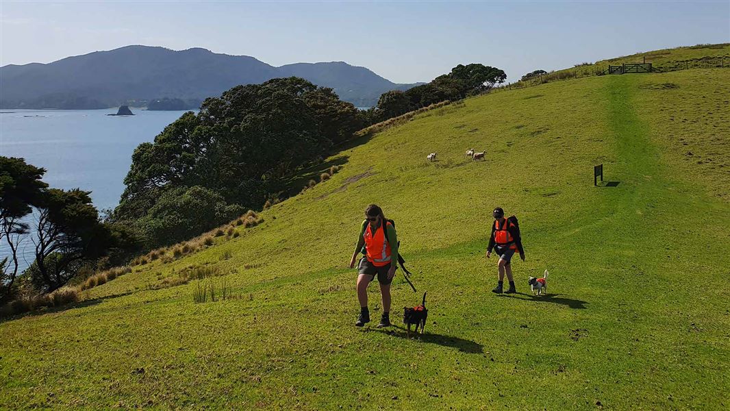 Conservation Dogs gave the all-pest clear to seven islands in the Bay of Islands. 