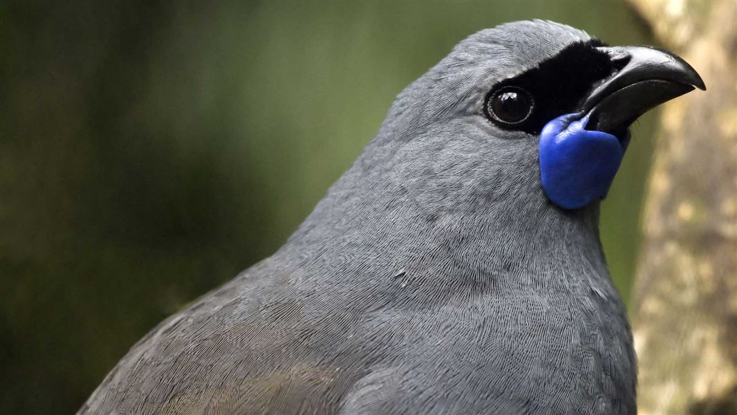 North Island kōkako. 