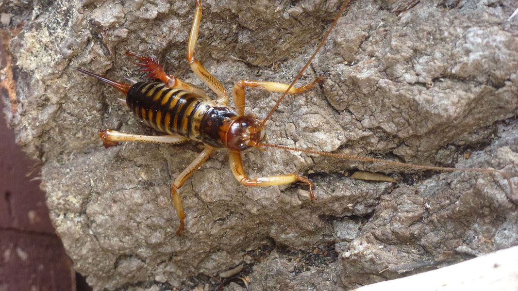 Female wētā , Wellington. 