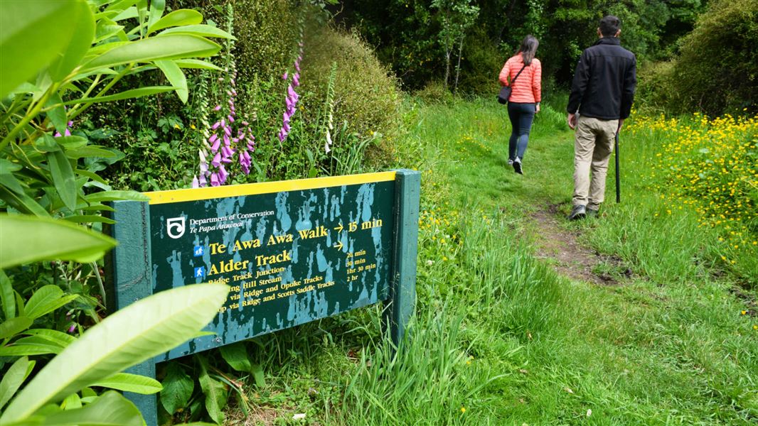 Mt Hutt Forest walking tracks.