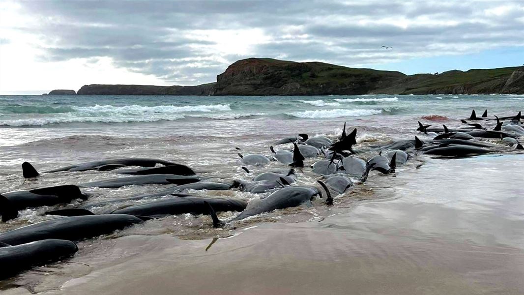 A photo of the water edge on the beach with a large group of pilot whales grouped on the sand.