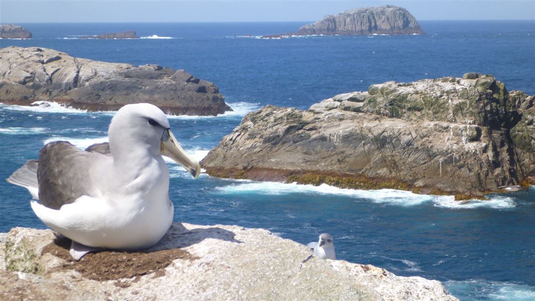 Salvins mollyhawk nesting on Bounty Island