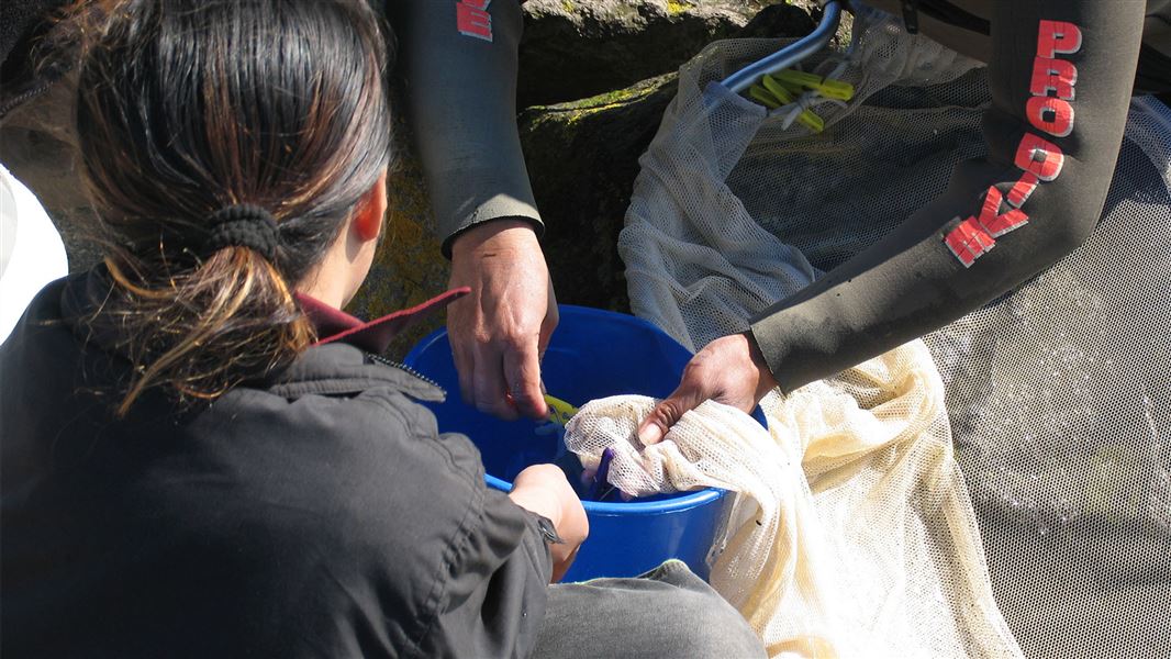 A child and an adult in a wet suit collecting whitebait from a net by the rocks.