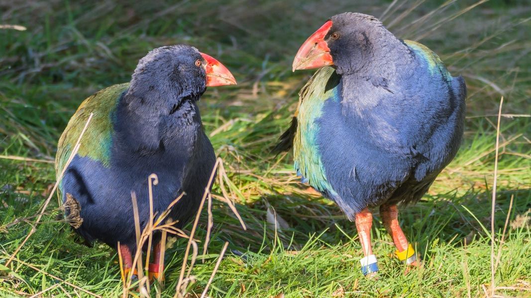 Pair of takahē on grass. 