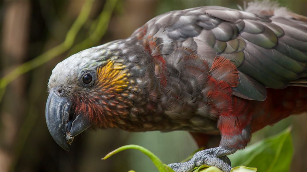 South Island kākā. 