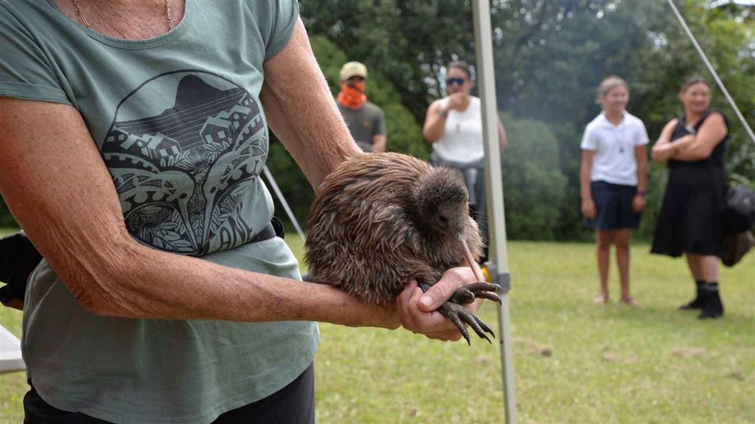 Tumai kiwi chick. 