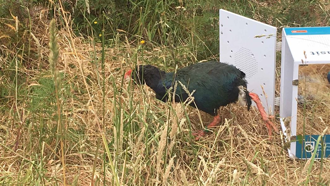 Male takahē. 