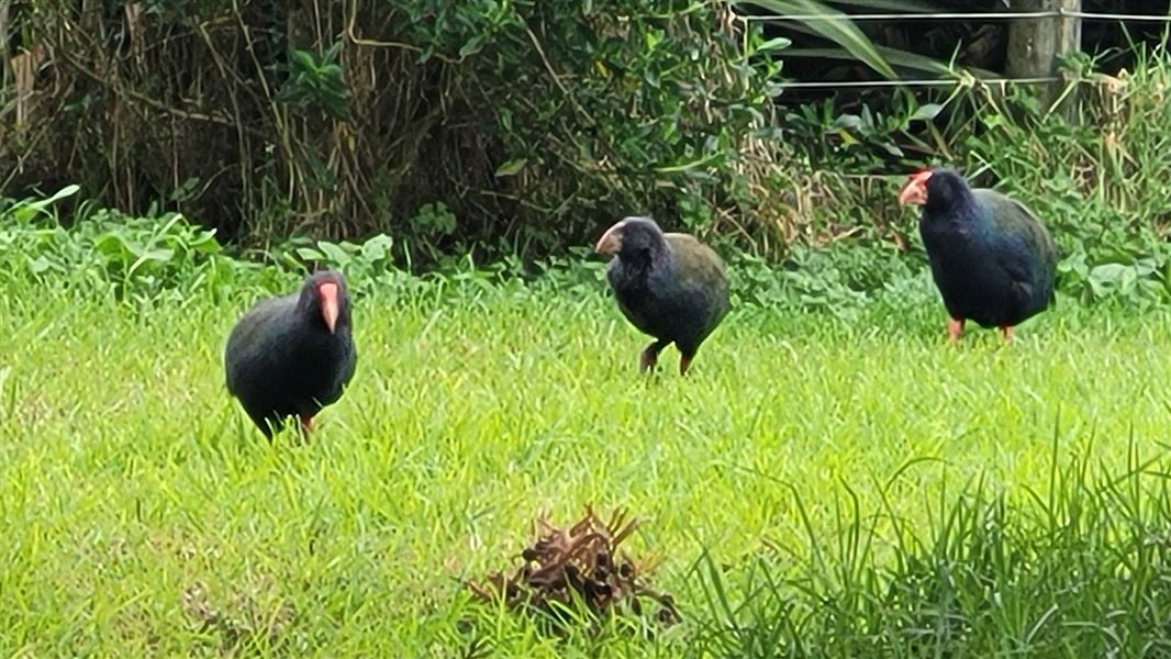 Takahē parents with a juvenile on Motutapu in 2023