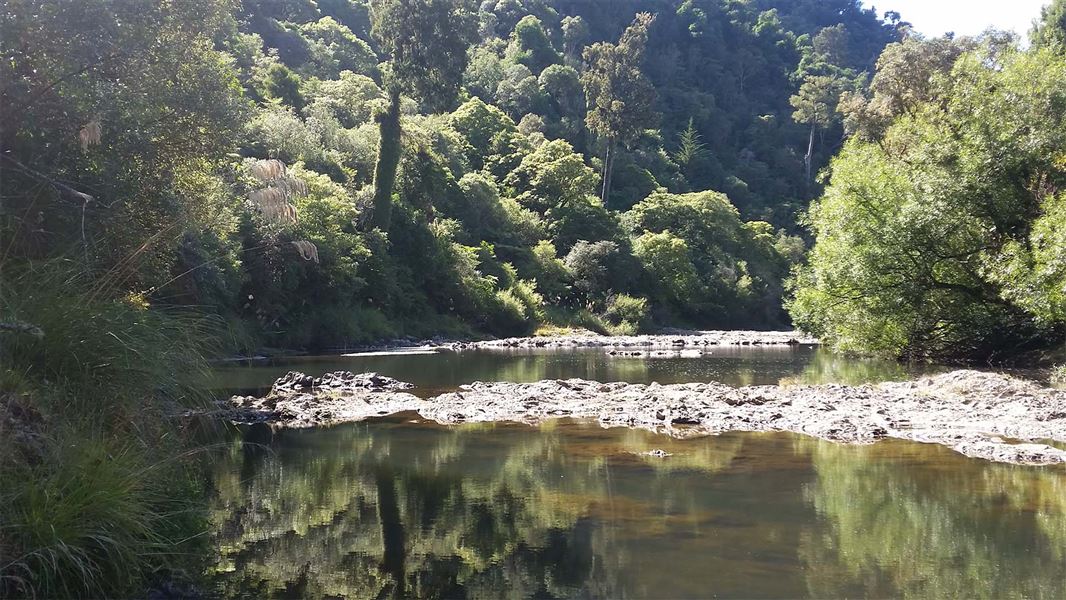 River flanked by forest