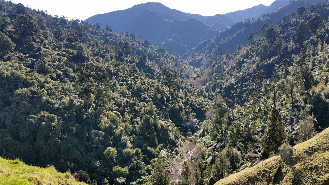 View on Coppermine Road End tramping tracks.