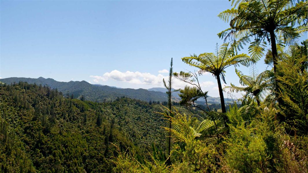 Karangahake Gorge. 