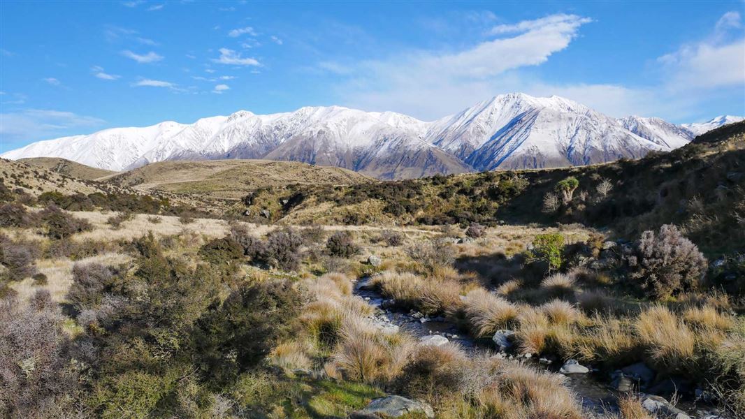 Snow capped mountain range with alpine tussock in front.