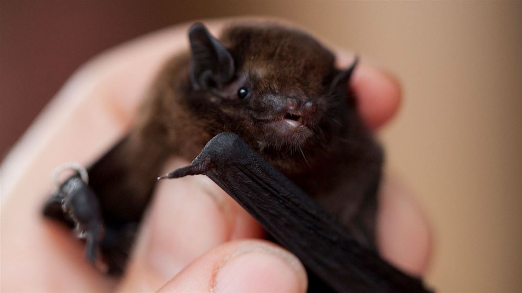 Rare Native Bats at home in remote township 14 September | Mirage News