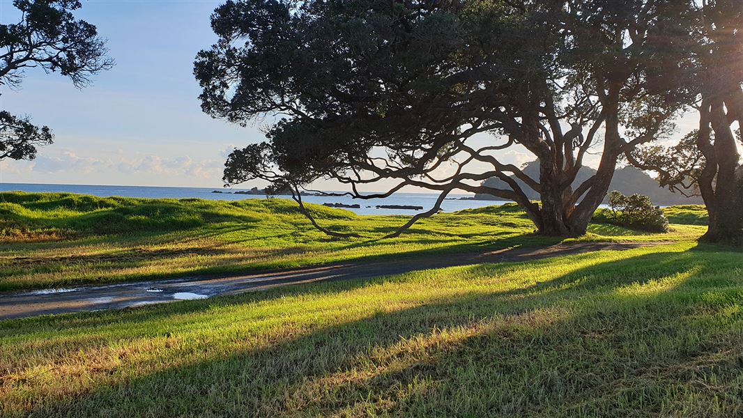 Trees near beach.