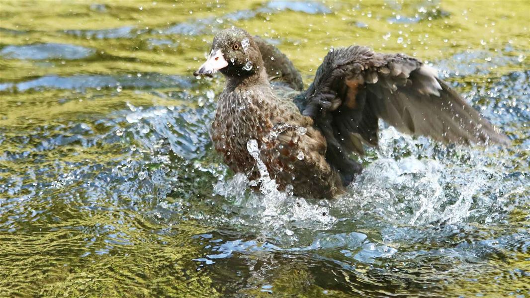 Whio/blue duck playing in the water. 